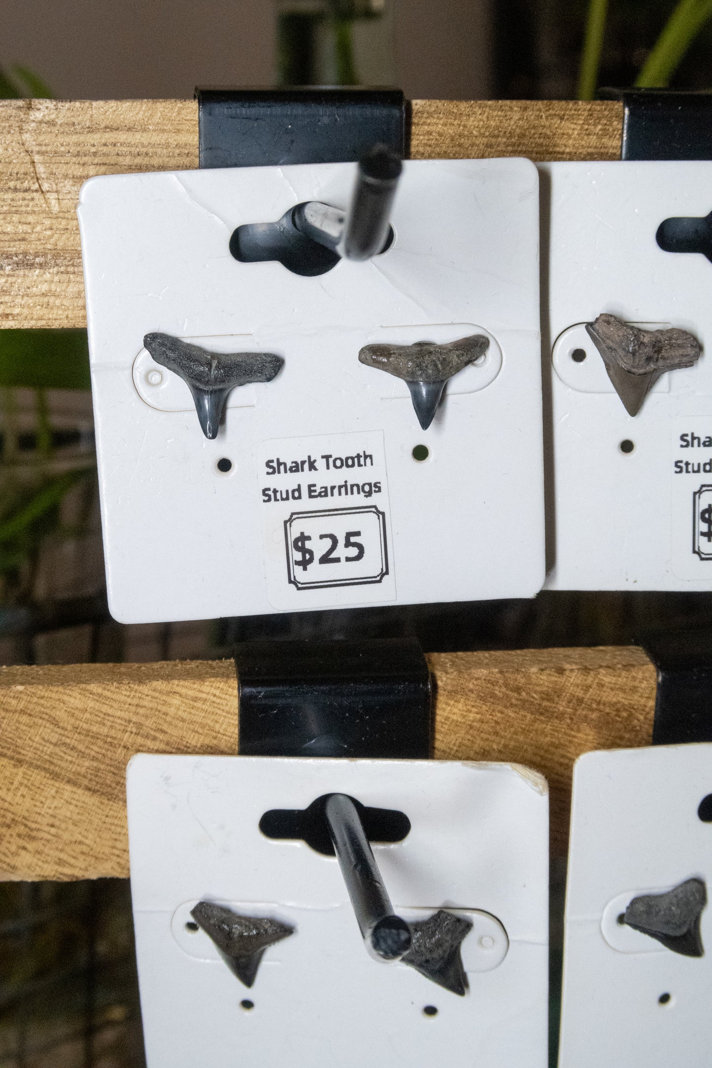 Shark Tooth Stud Earrings