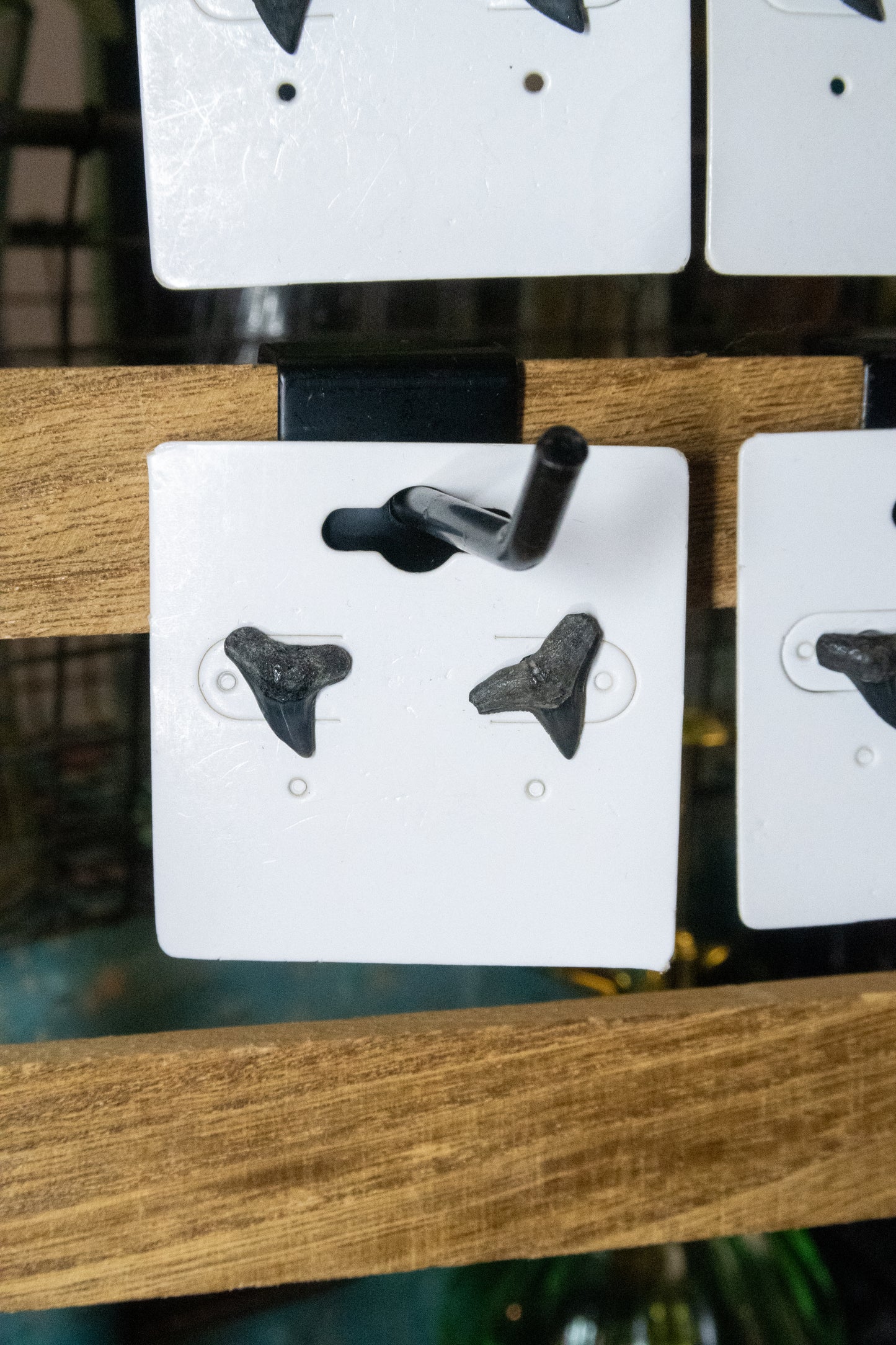 Shark Tooth Stud Earrings
