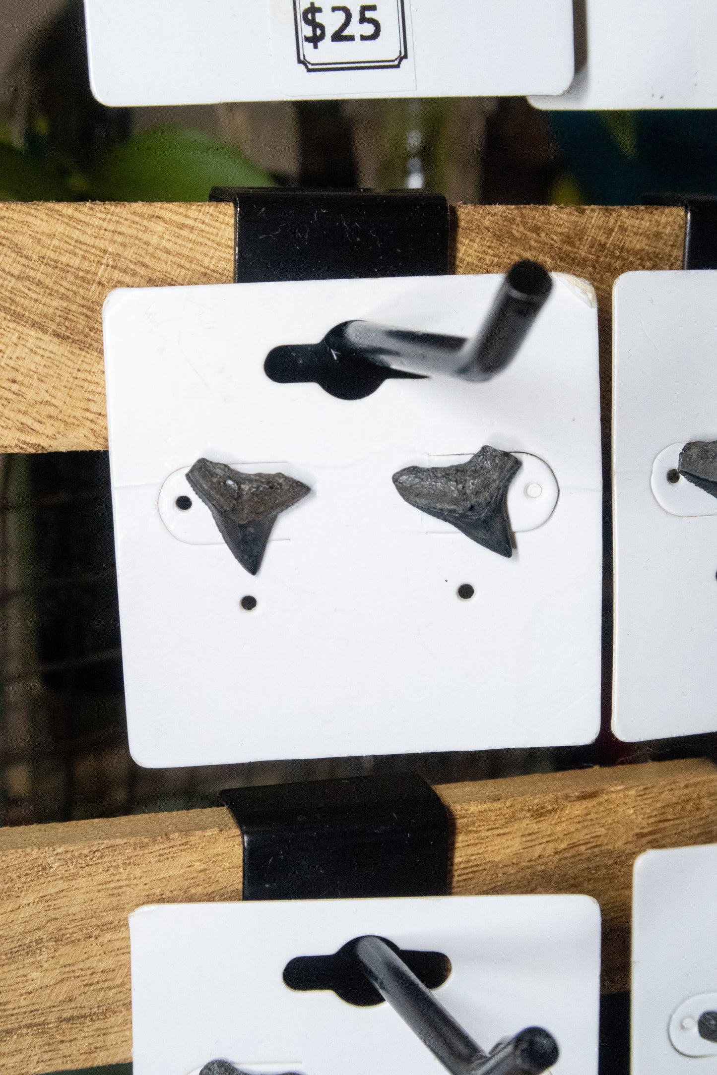 Shark Tooth Stud Earrings