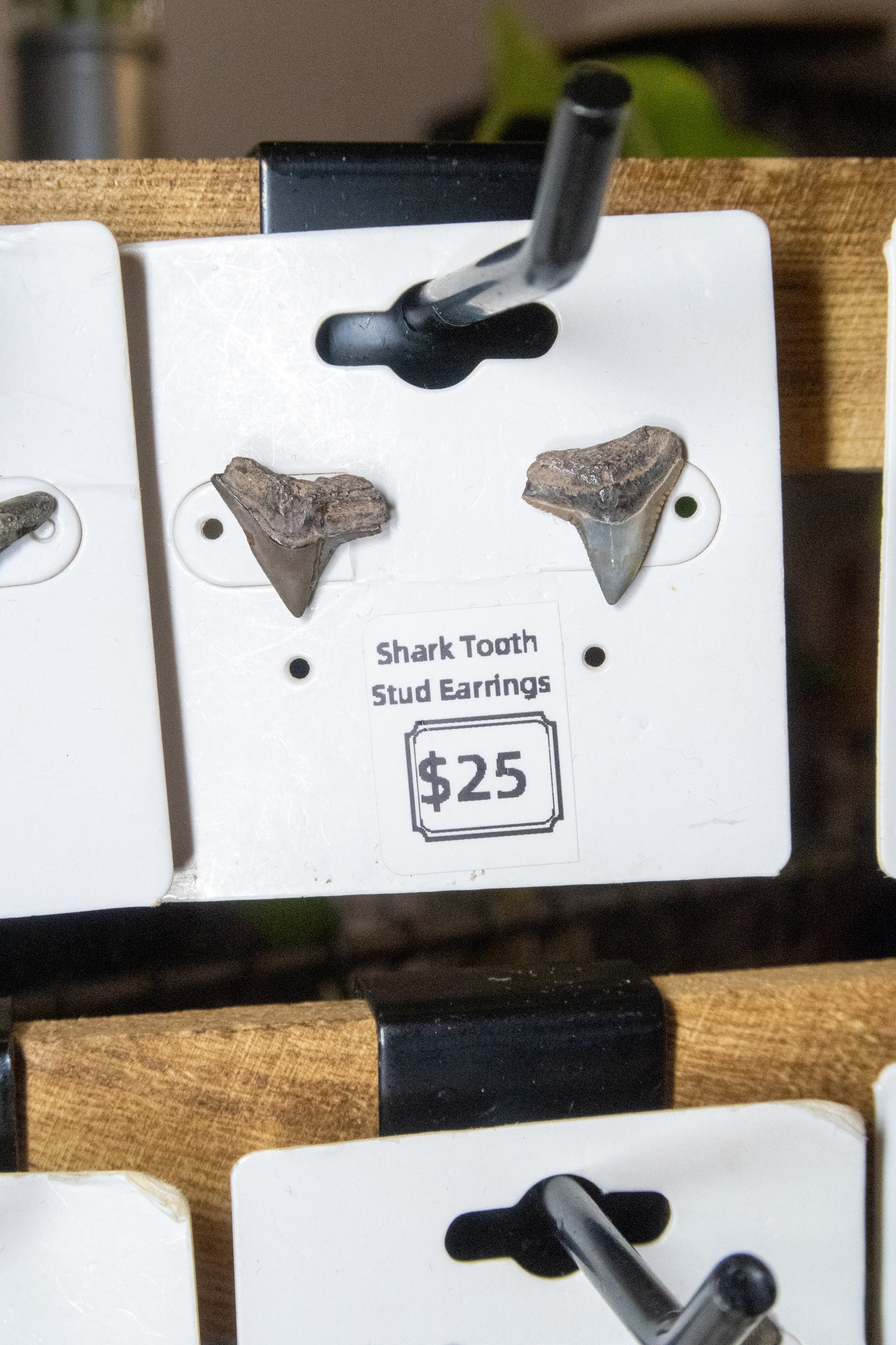Shark Tooth Stud Earrings