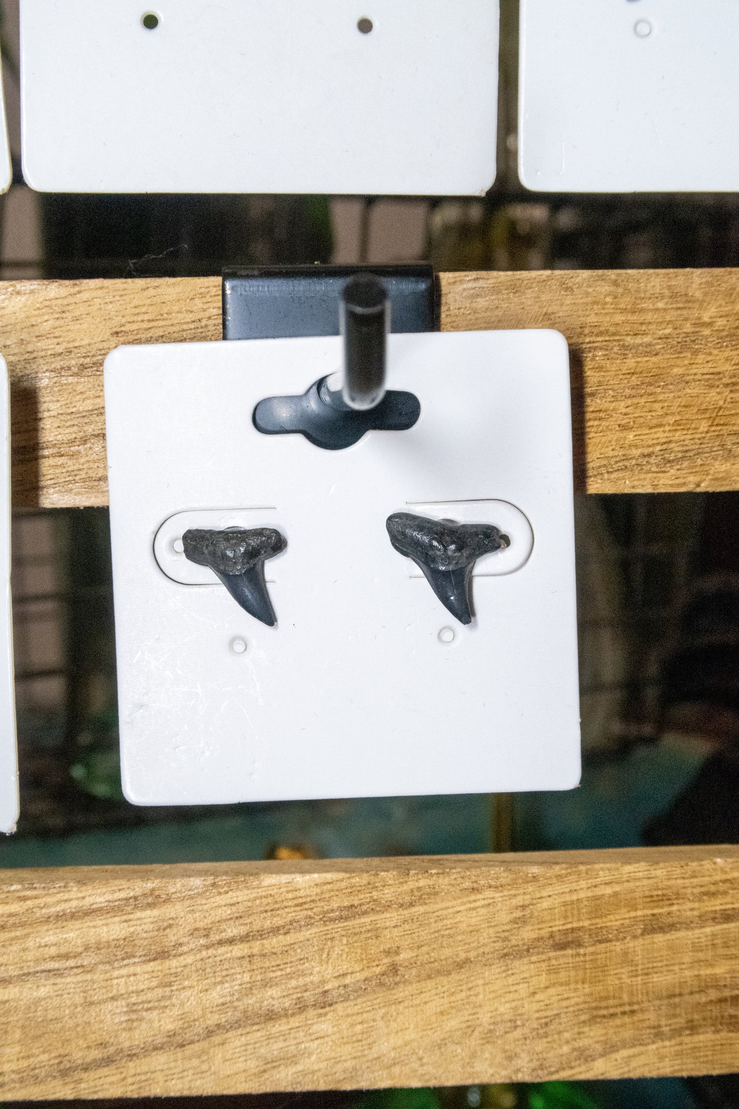 Shark Tooth Stud Earrings