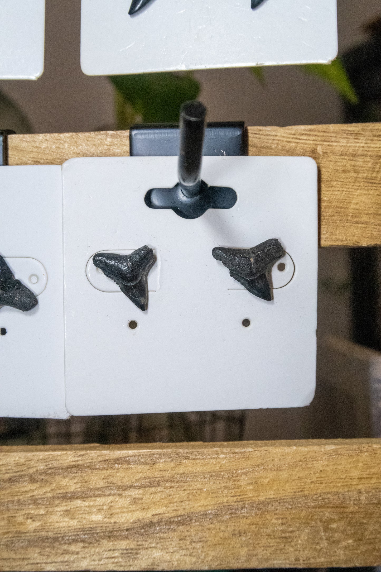 Shark Tooth Stud Earrings