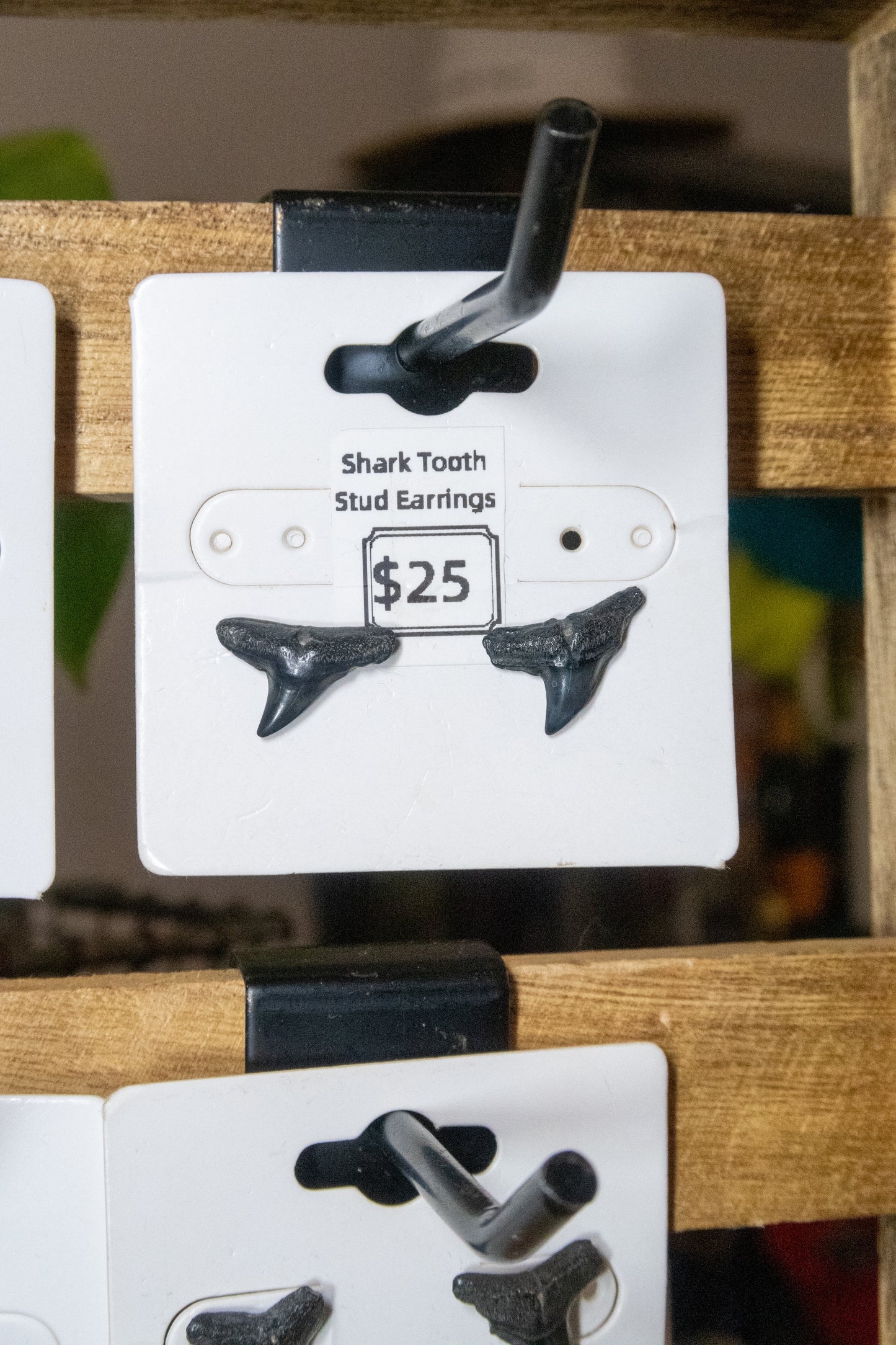Shark Tooth Stud Earrings
