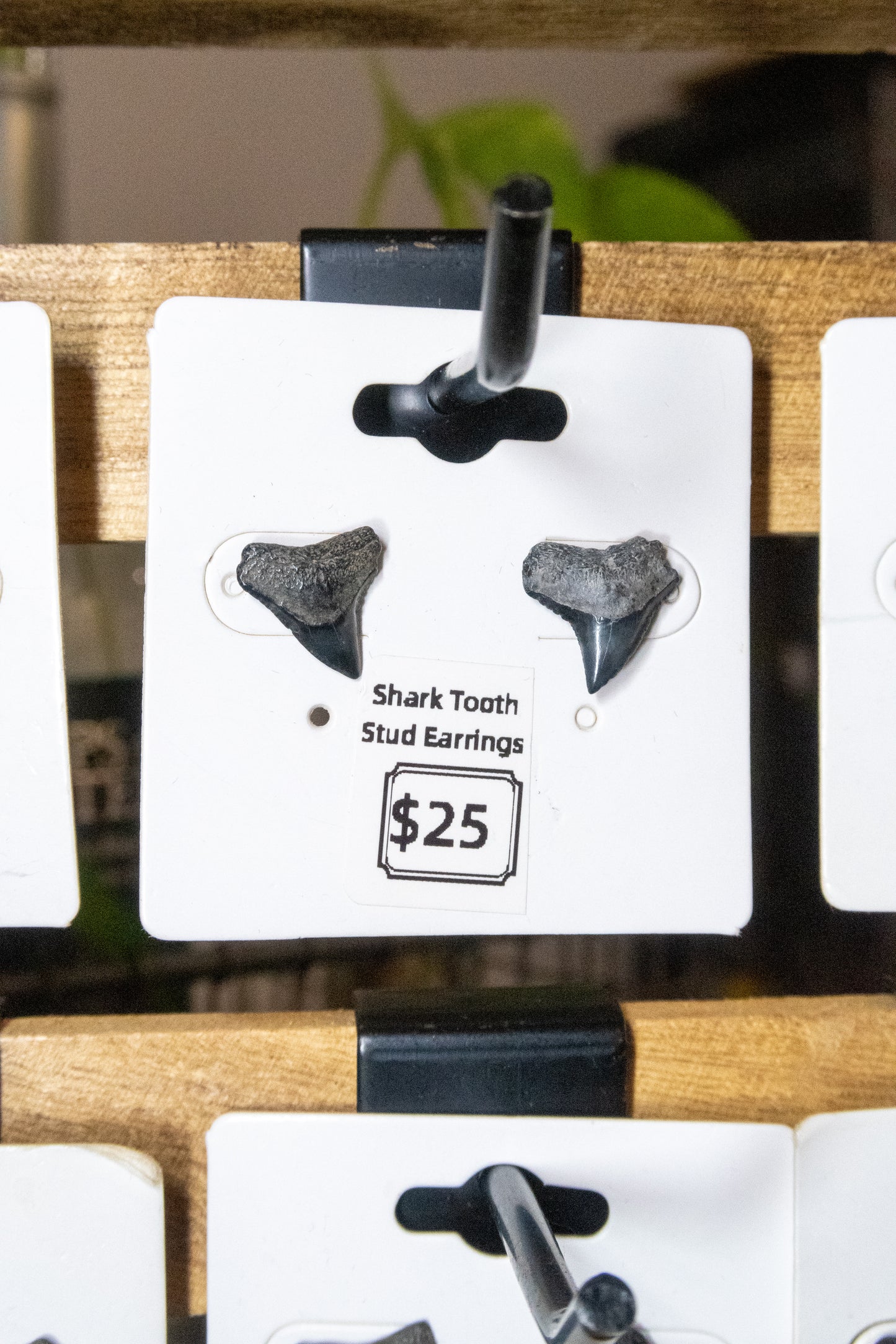 Shark Tooth Stud Earrings