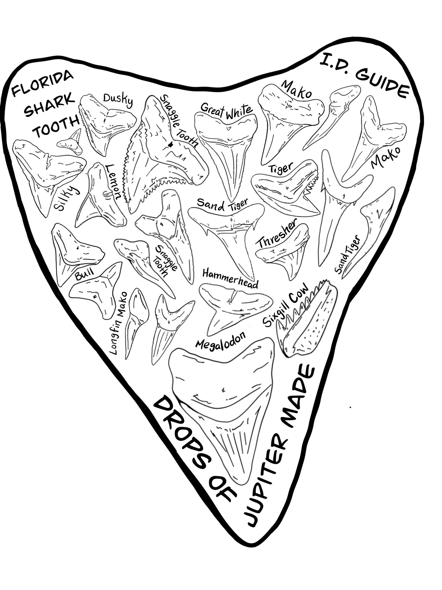 Florida Shark Tooth Identification Sticker