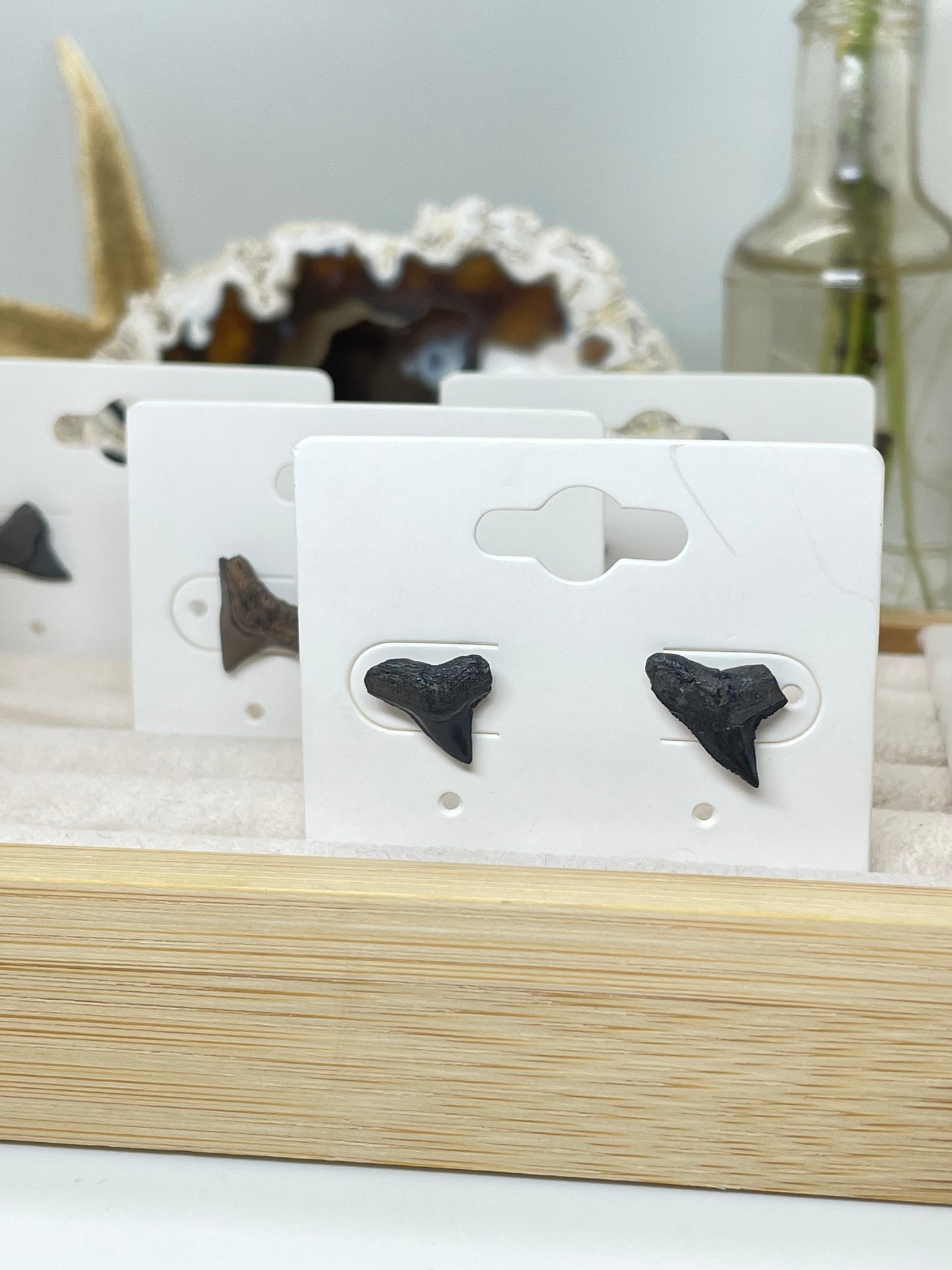 Shark Tooth Stud Earrings