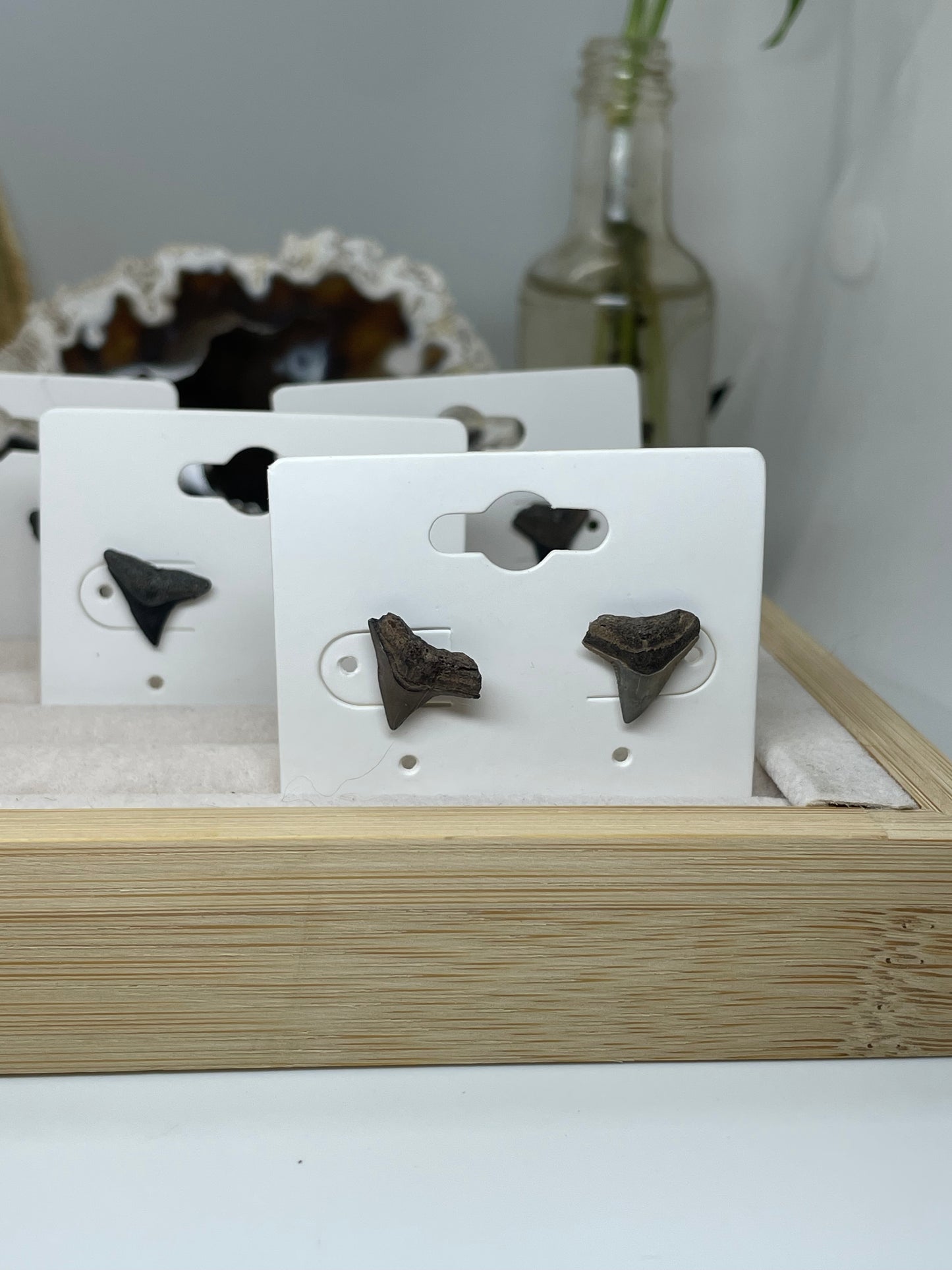 Shark Tooth Stud Earrings
