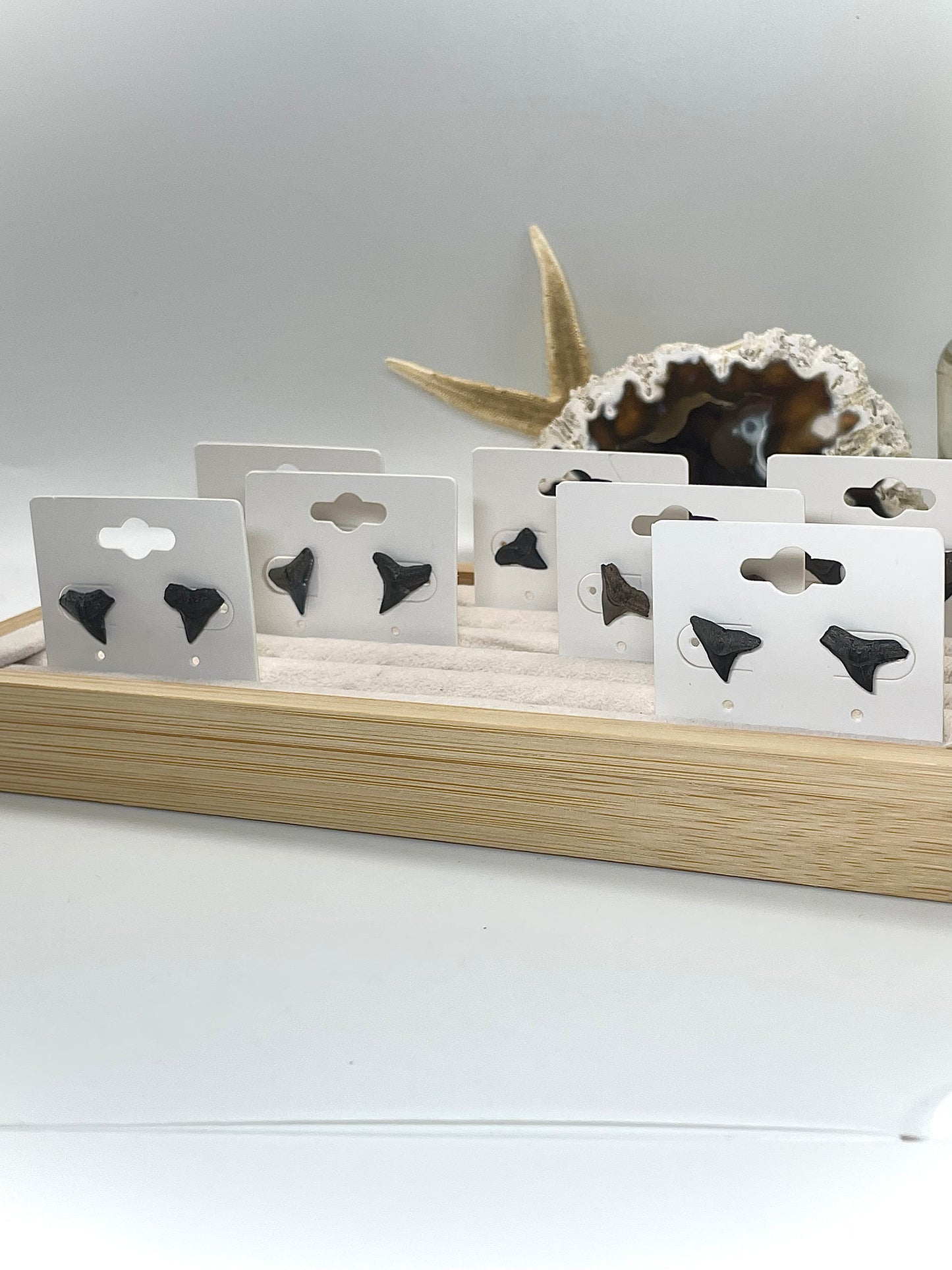 Shark Tooth Stud Earrings